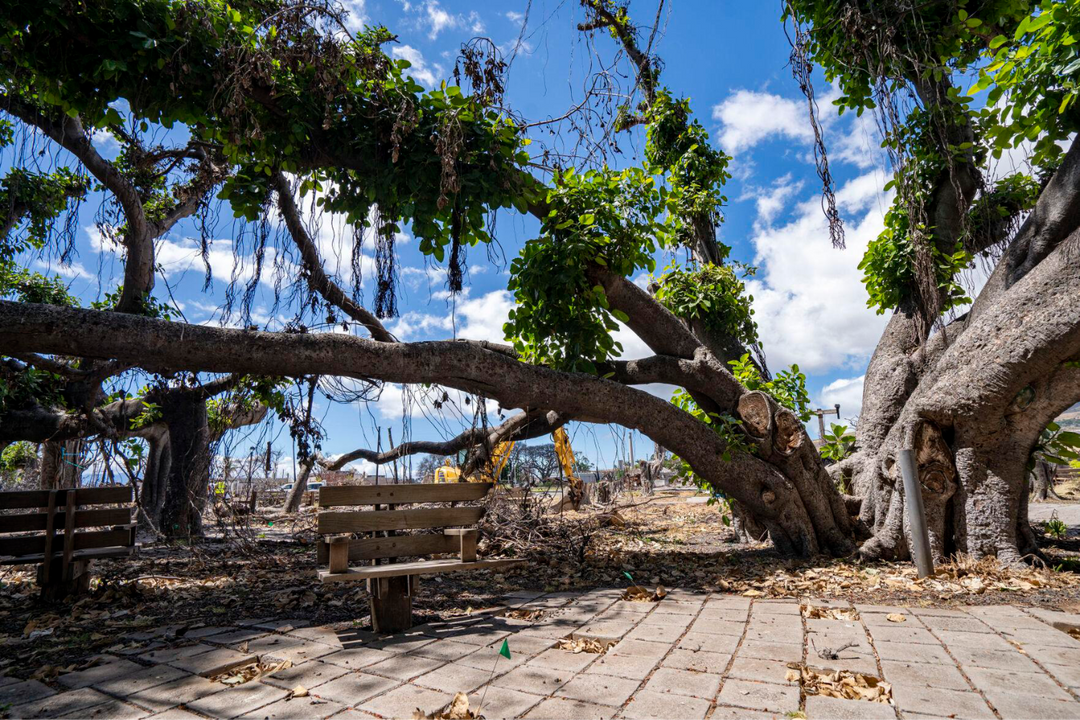 The Devastating Maui Wildfires and the Resilient Banyan Tree