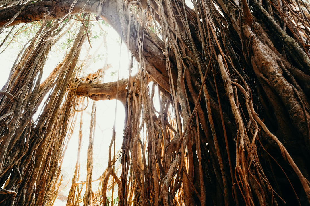 The Devastating Maui Wildfires and the Resilient Banyan Tree